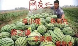 娱乐吃瓜公司有哪些