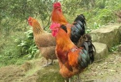 国外视频爆料出鸡的养殖,从孵化到餐桌的全程曝光